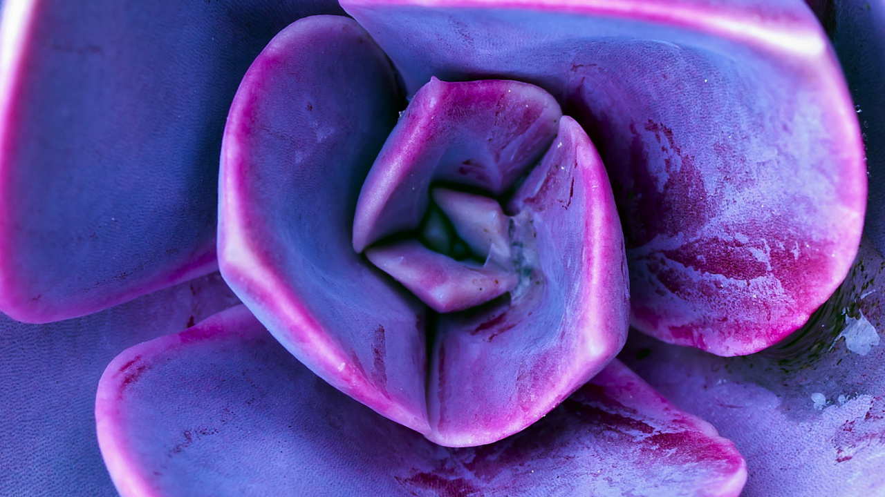 Обои сирень, Фиолетовый, цветок, растение, пурпур в разрешении 1280x720