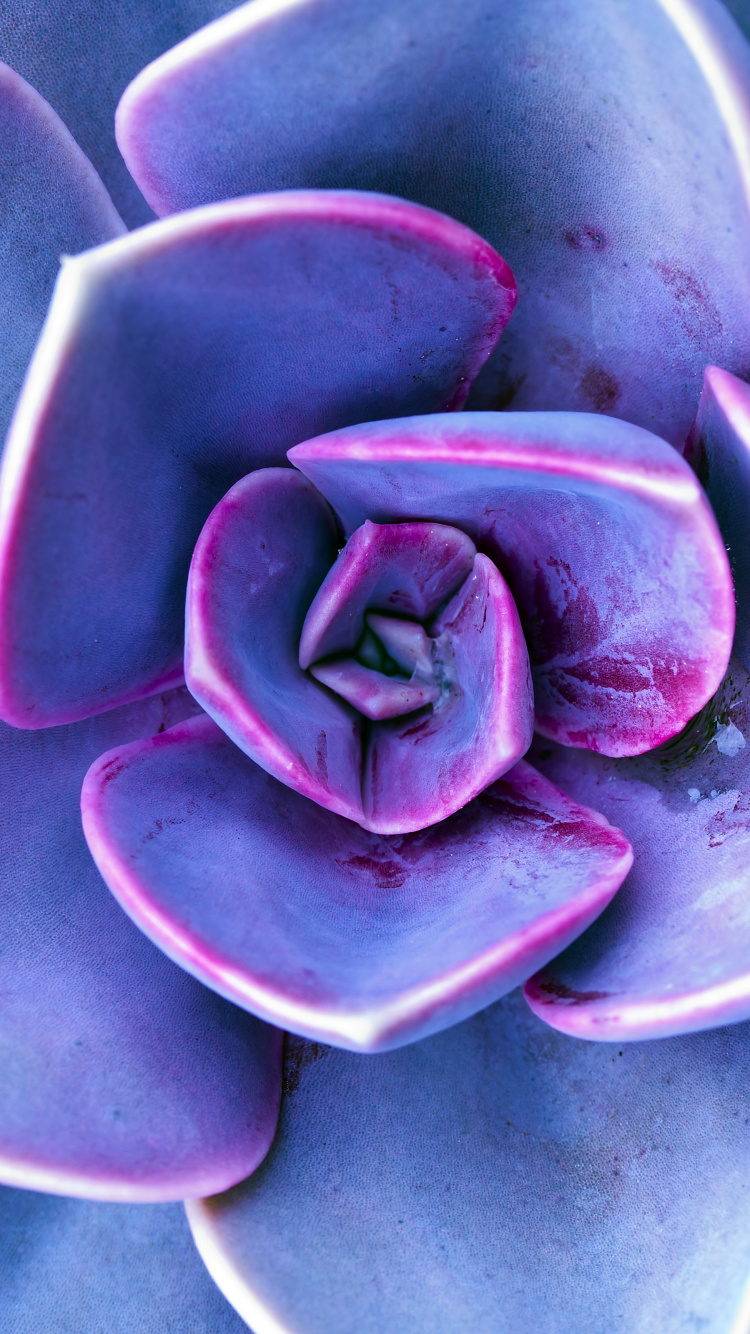 Обои сирень, Фиолетовый, цветок, растение, пурпур в разрешении 750x1334