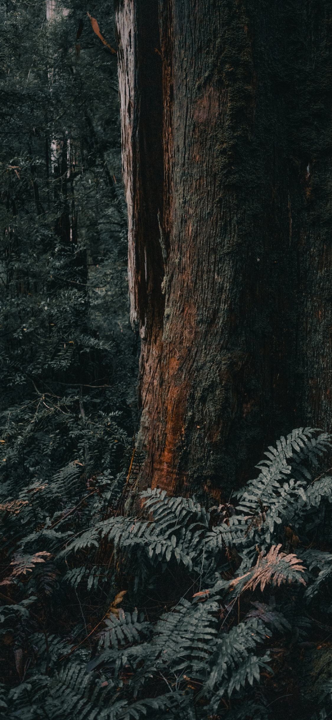 Обои лесистая местность, Мельбурн, дерево, северный лиственный лес, ствол в разрешении 1125x2436