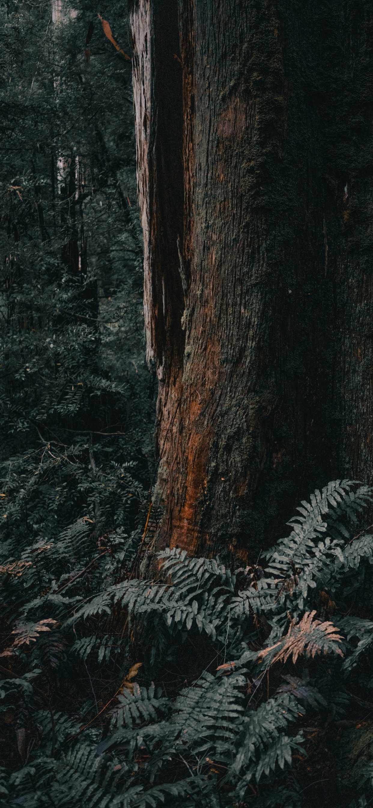 Обои лесистая местность, Мельбурн, дерево, северный лиственный лес, ствол в разрешении 1242x2688