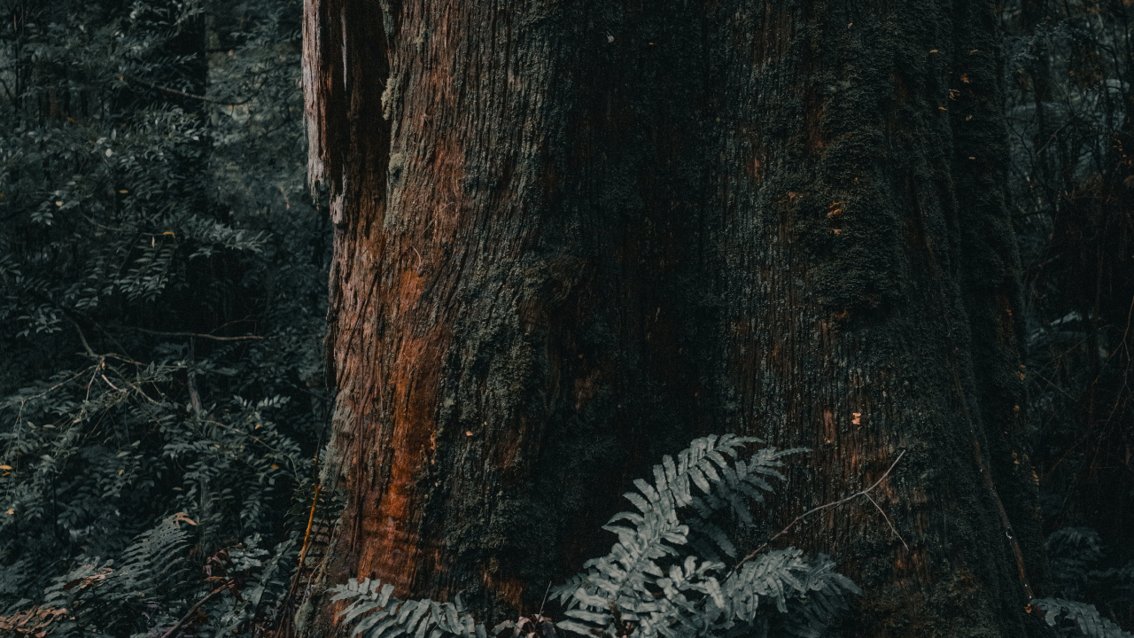 Обои лесистая местность, Мельбурн, дерево, северный лиственный лес, ствол в разрешении 1280x720