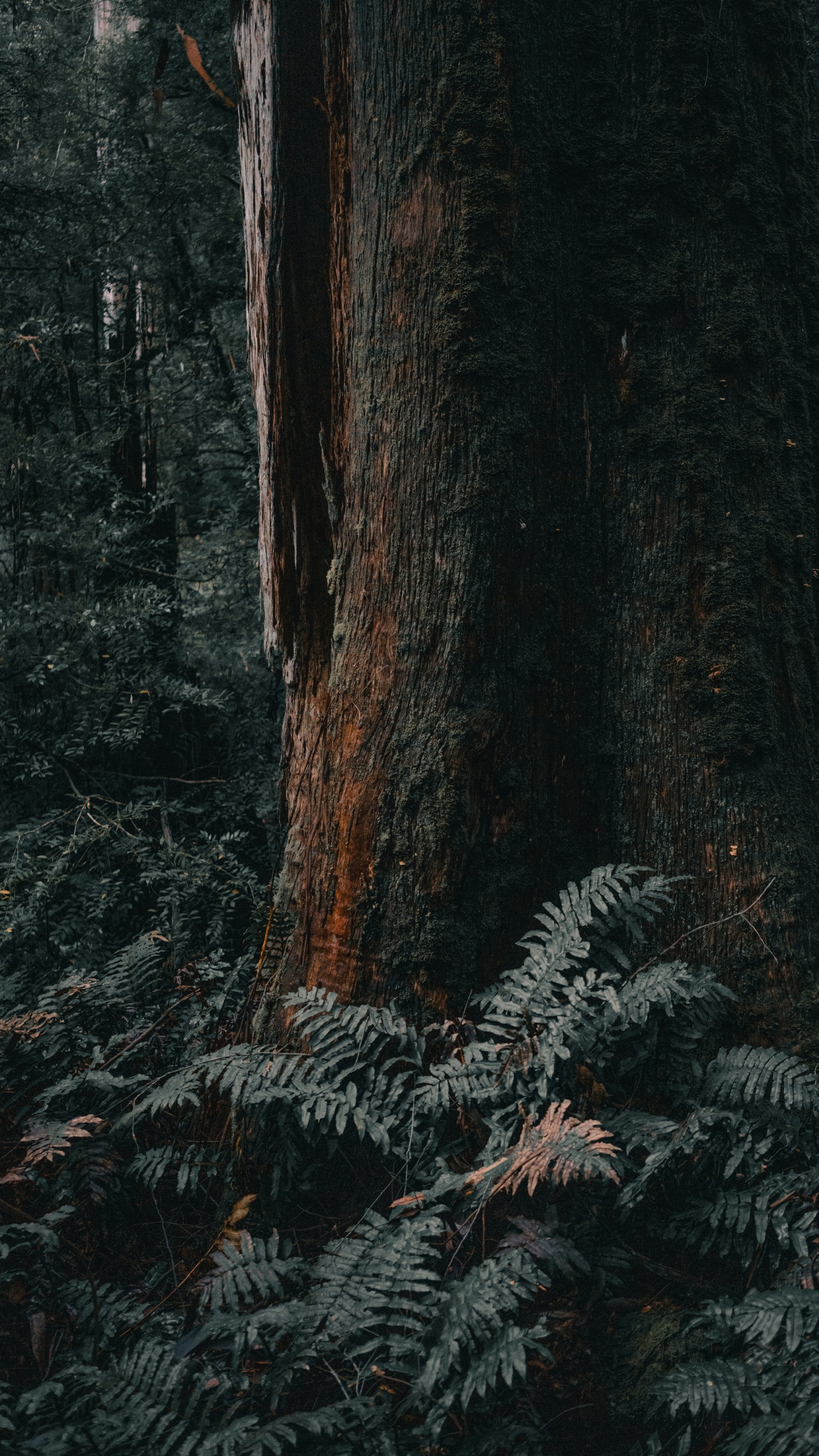 Обои лесистая местность, Мельбурн, дерево, северный лиственный лес, ствол в разрешении 1440x2560