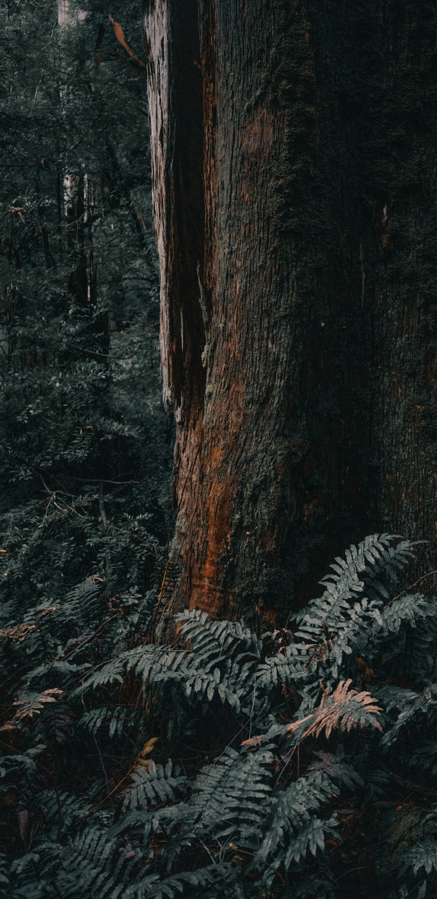 Обои лесистая местность, Мельбурн, дерево, северный лиственный лес, ствол в разрешении 1440x2960