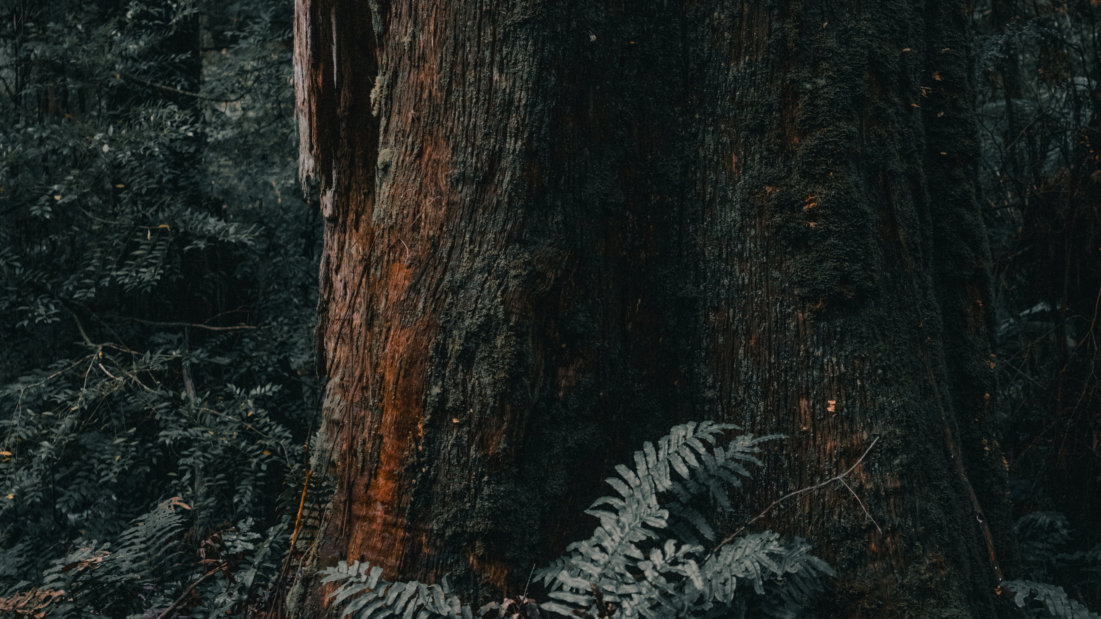 Обои лесистая местность, Мельбурн, дерево, северный лиственный лес, ствол в разрешении 3840x2160