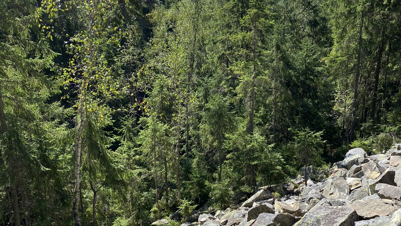 Обои дикая местность, рок, растительное сообщество, коренная порода, лес в разрешении 1280x720