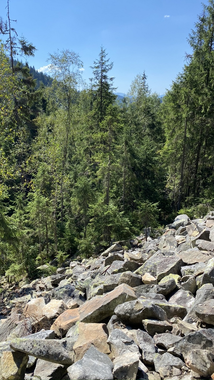 Обои дикая местность, рок, растительное сообщество, коренная порода, лес в разрешении 720x1280