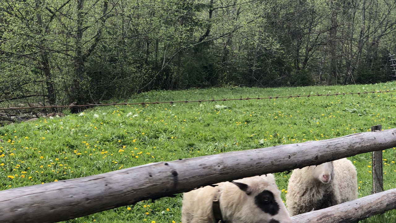 Обои Карпаты, природный заповедник, овца, выгон, наземные животные в разрешении 1280x720