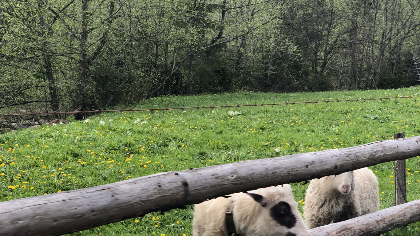 Обои Карпаты, природный заповедник, овца, выгон, наземные животные в разрешении 1366x768