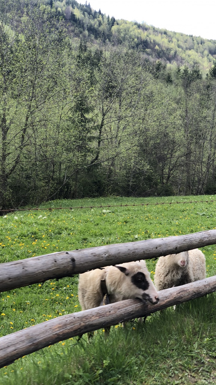 Обои Карпаты, природный заповедник, овца, выгон, наземные животные в разрешении 720x1280