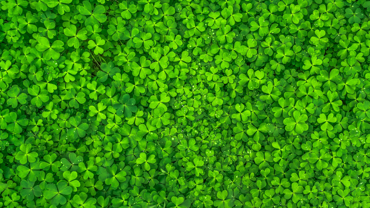 Обои зеленый, лист, растение, почвопокровная, семейство травы в разрешении 1280x720