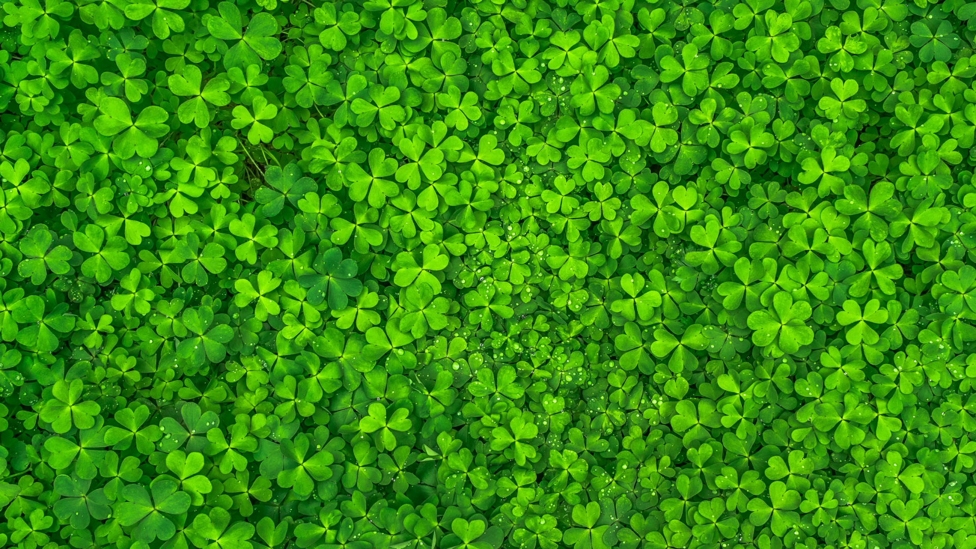 Обои зеленый, лист, растение, почвопокровная, семейство травы в разрешении 1920x1080