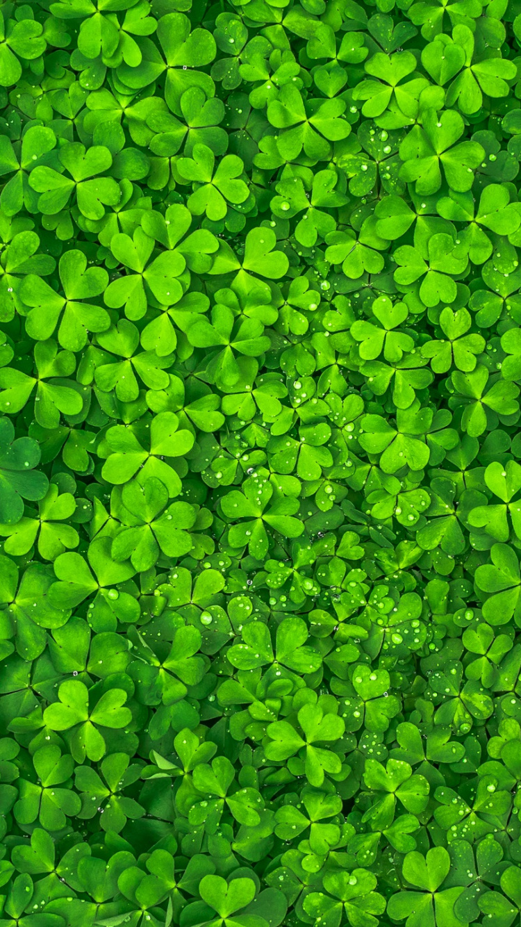 Обои зеленый, лист, растение, почвопокровная, семейство травы в разрешении 750x1334