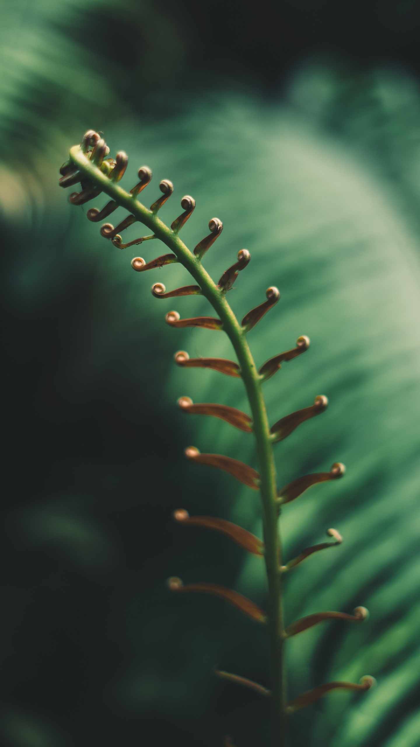 Обои папоротник, лист, растительность, сосудистые растения, зеленый в разрешении 1440x2560