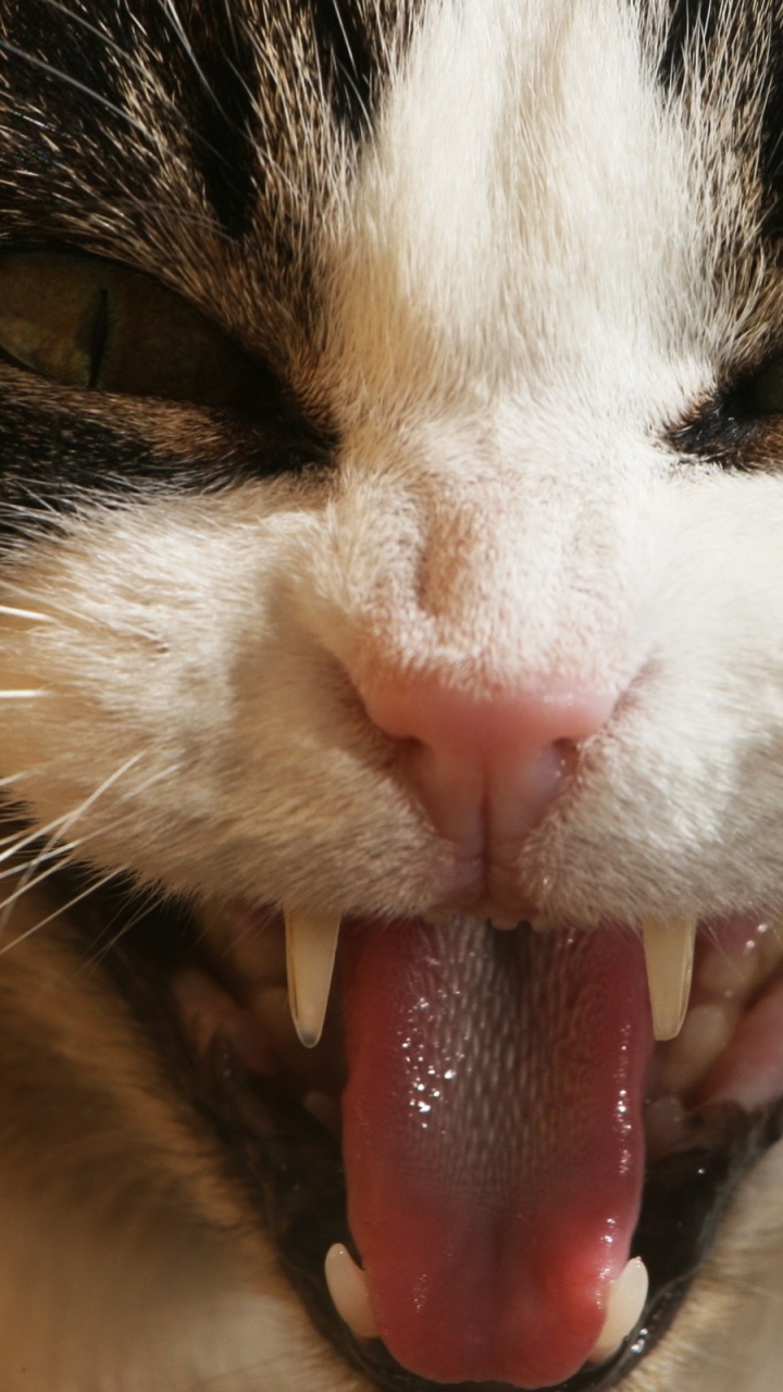 Обои нос, мимика, морда, зевок, ветеринарный врач в разрешении 720x1280