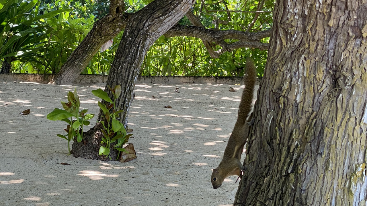 Обои ветвь, древесина, дерево, прут, листопадные в разрешении 1280x720