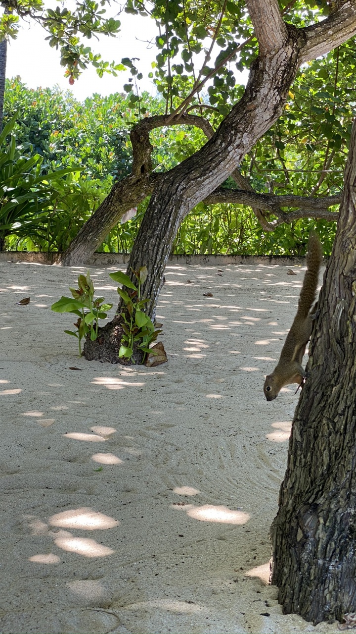 Обои ветвь, древесина, дерево, прут, листопадные в разрешении 720x1280