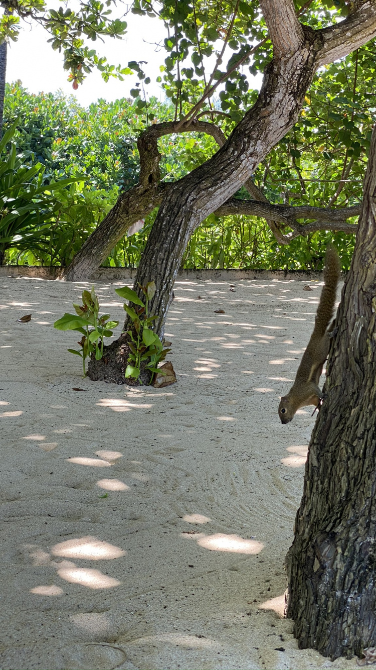 Обои ветвь, древесина, дерево, прут, листопадные в разрешении 750x1334