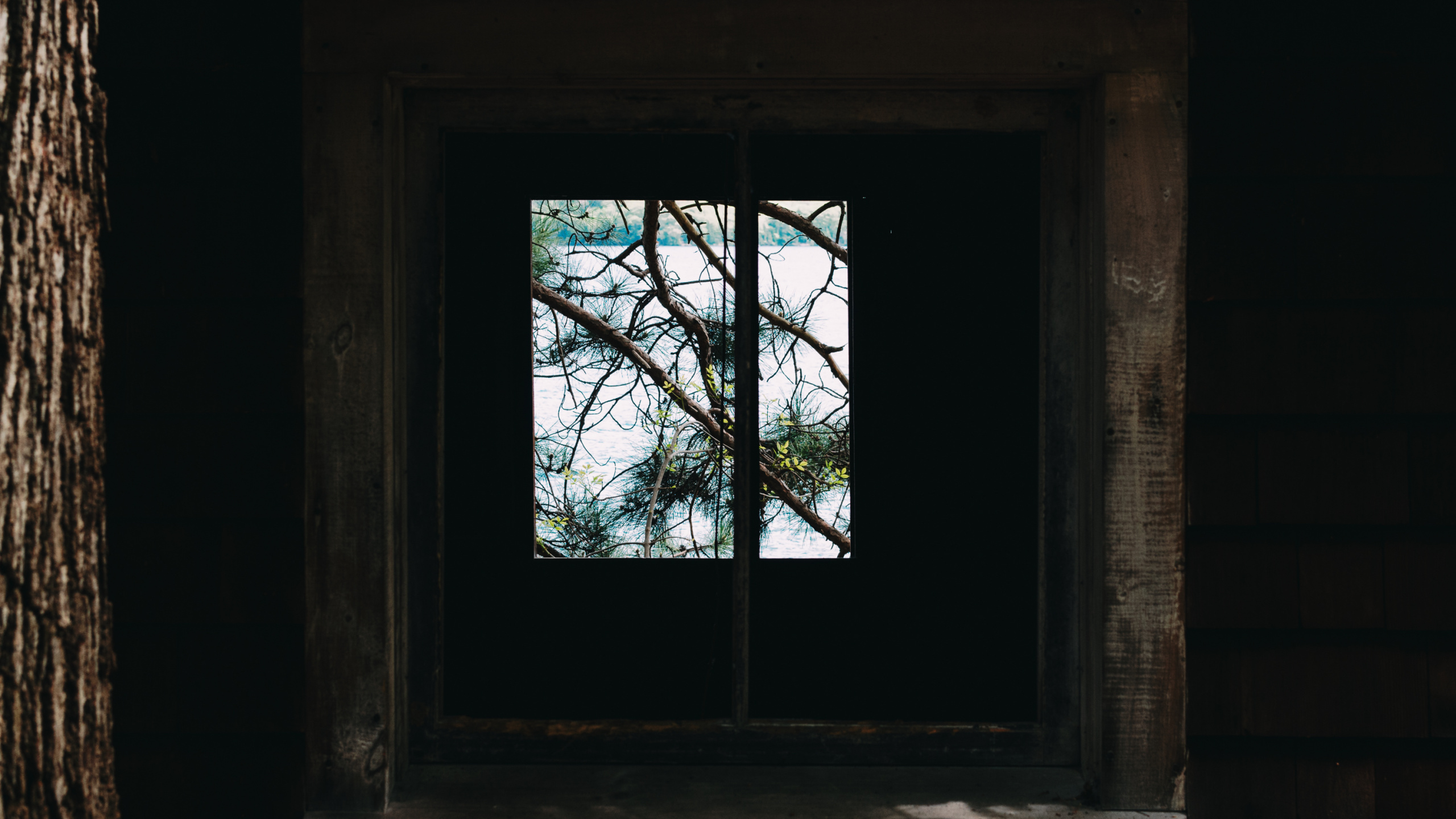 Обои окно, ветвь, древесина, дерево, стена в разрешении 2560x1440