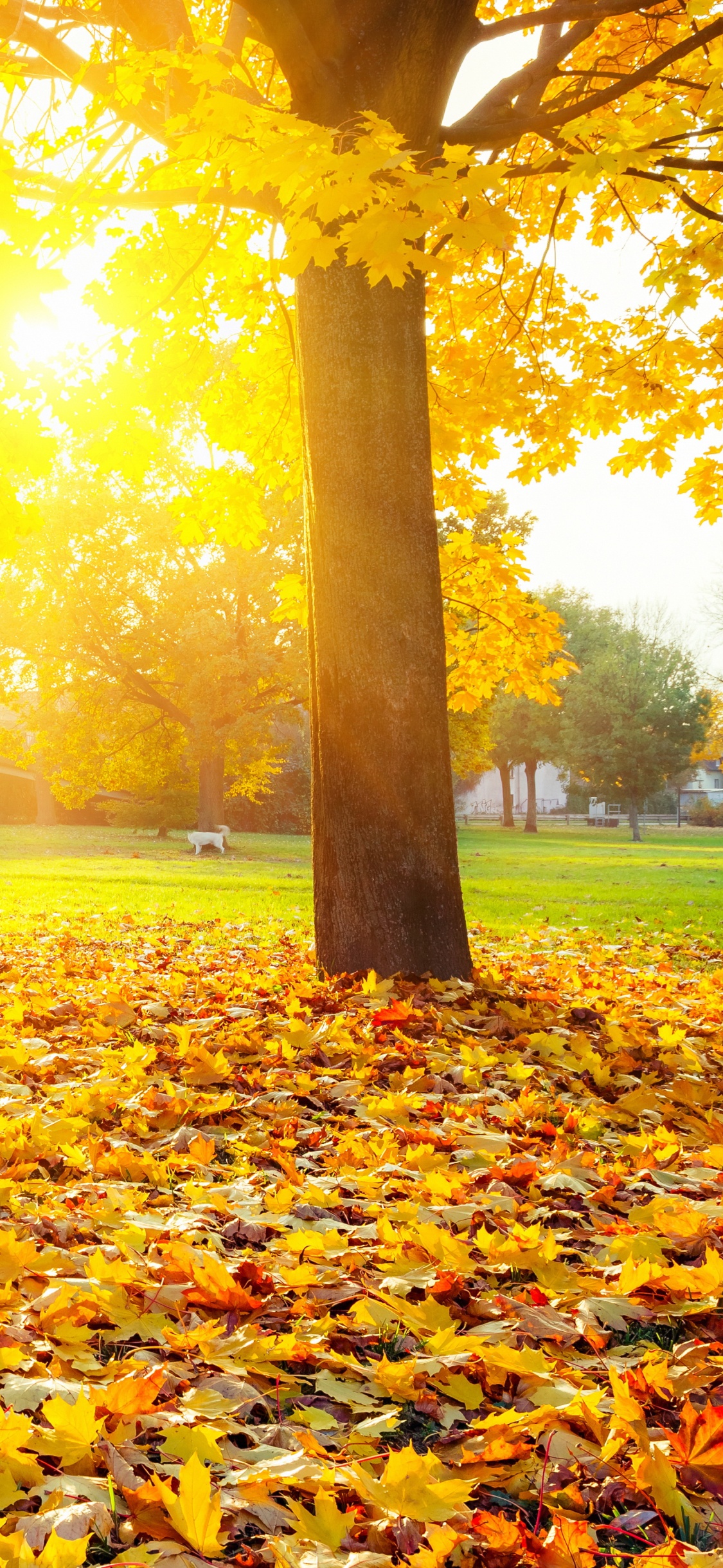 Обои сезон, осень, дерево, лист, природа в разрешении 1125x2436