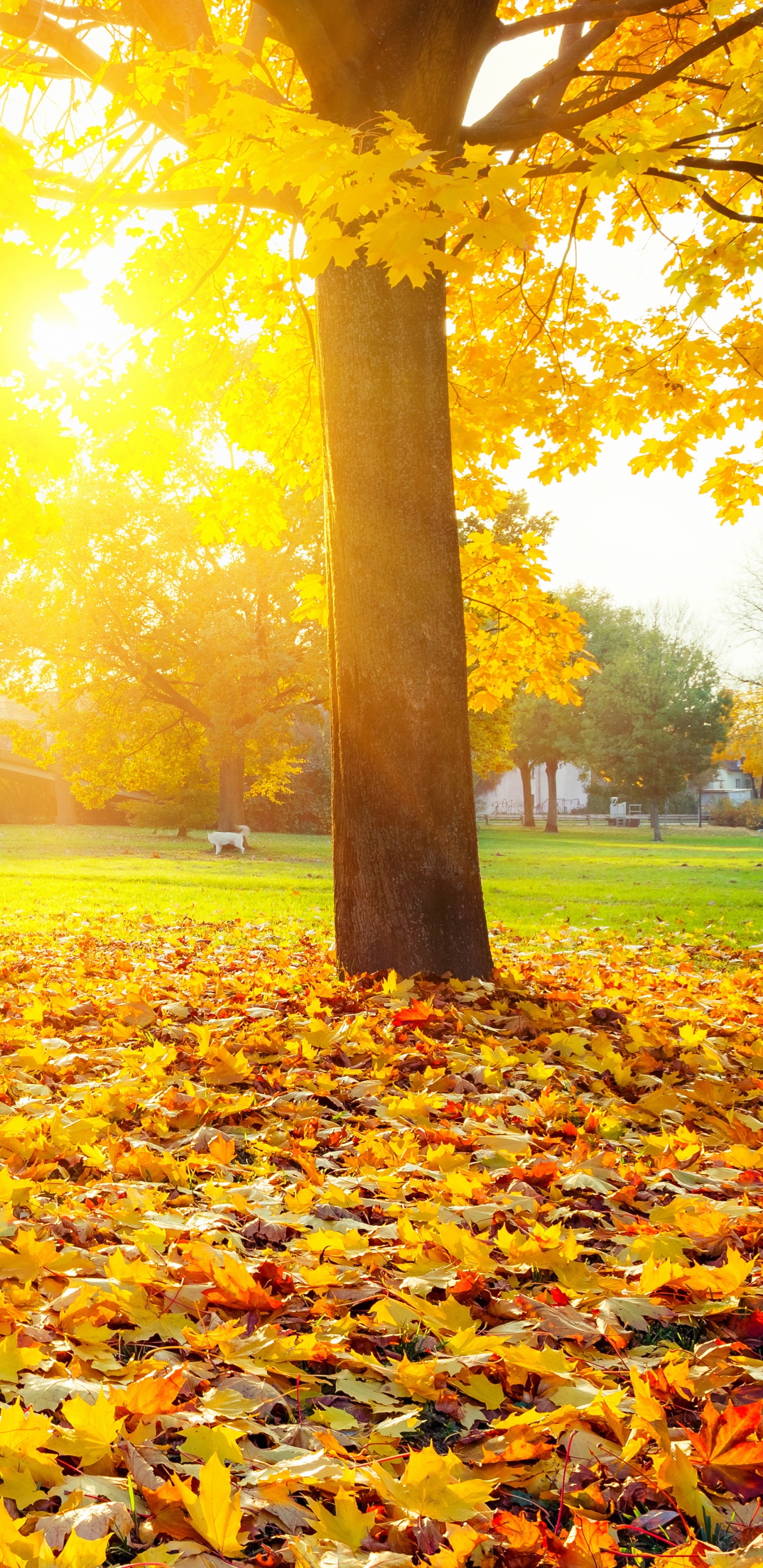 Обои сезон, осень, дерево, лист, природа в разрешении 1440x2960