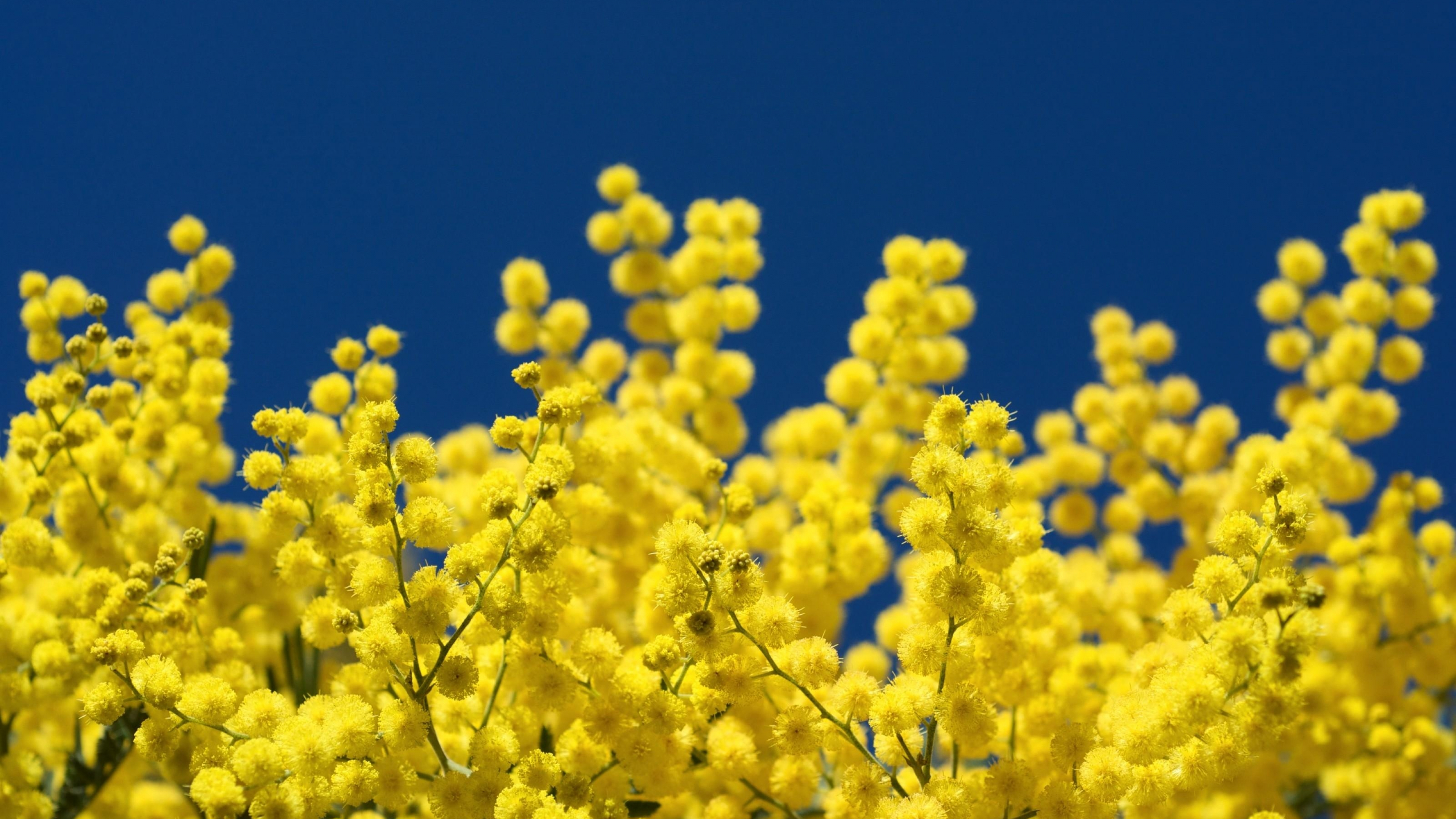 Мимоза картинки красивые на телефон. Мимоза желтая цветок. Весенние цветы желтые Мимоза. Мимоза цветок голубая. Мимоза дмт.