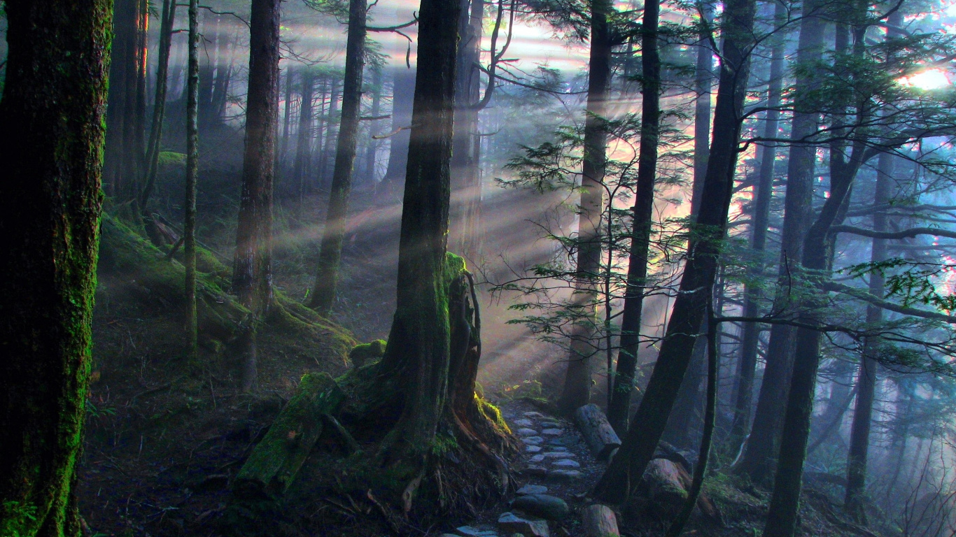 Обои лес, дерево, природа, лесистая местность, природный заповедник в разрешении 1366x768