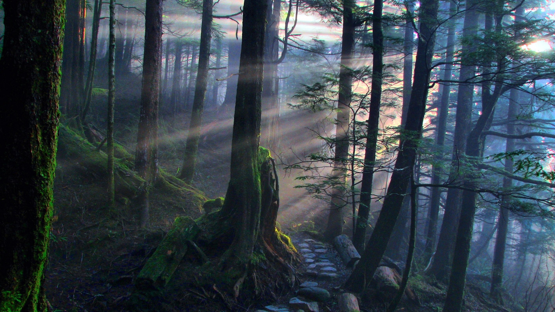 Обои лес, дерево, природа, лесистая местность, природный заповедник в разрешении 1920x1080