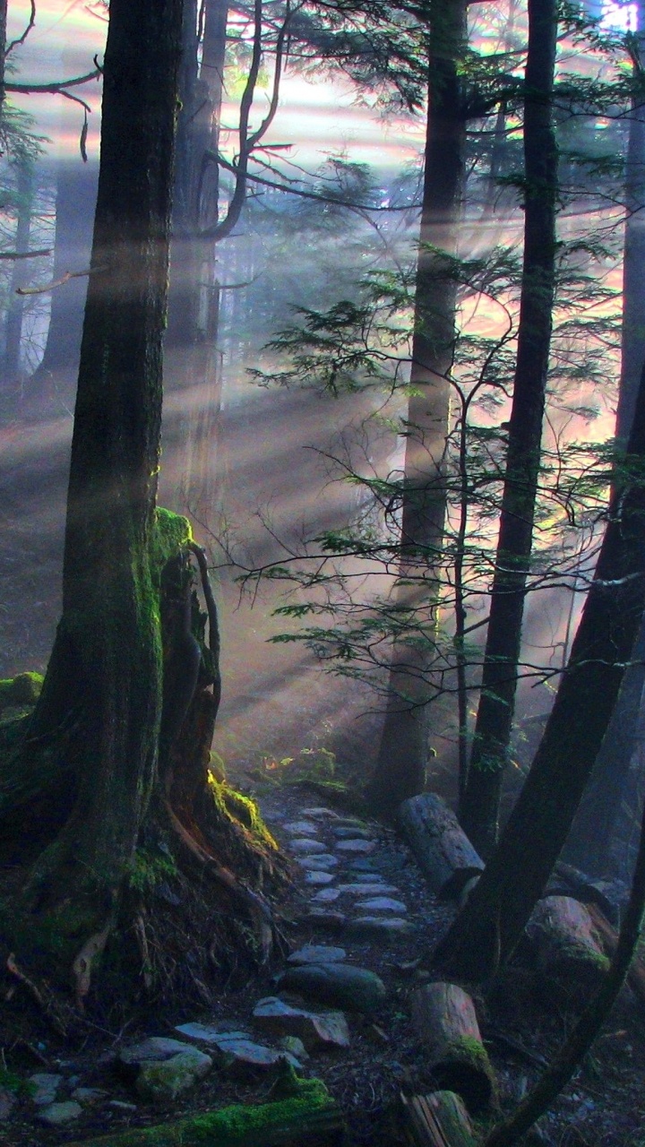 Обои лес, дерево, природа, лесистая местность, природный заповедник в разрешении 720x1280