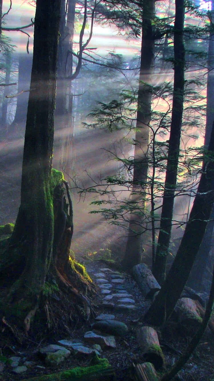 Обои лес, дерево, природа, лесистая местность, природный заповедник в разрешении 750x1334