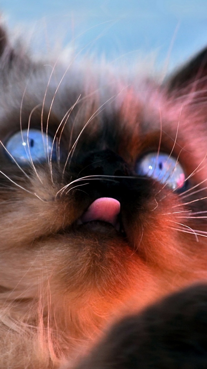 Обои кот, бакенбарды, морда, нос, регдолл в разрешении 720x1280