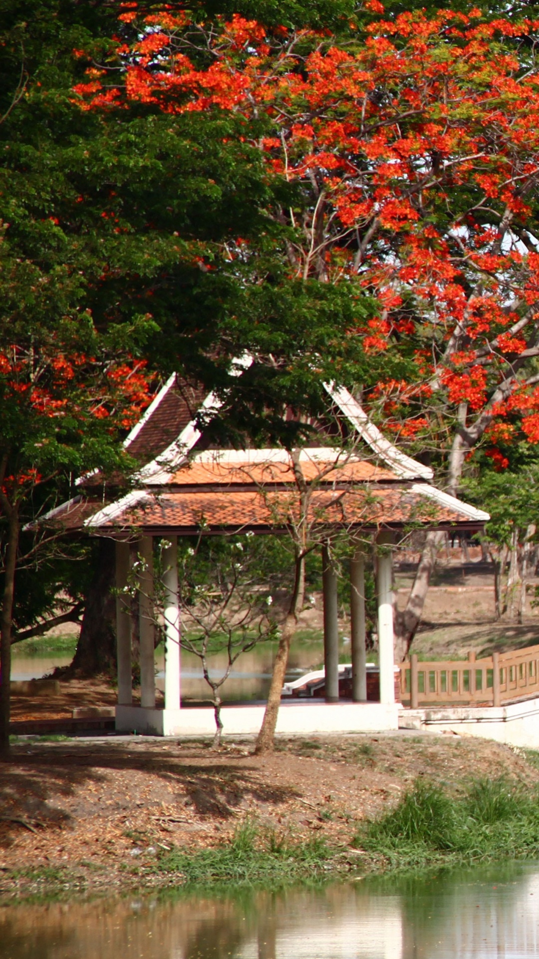 Обои дерево, природа, мост, листья, досуг в разрешении 1080x1920