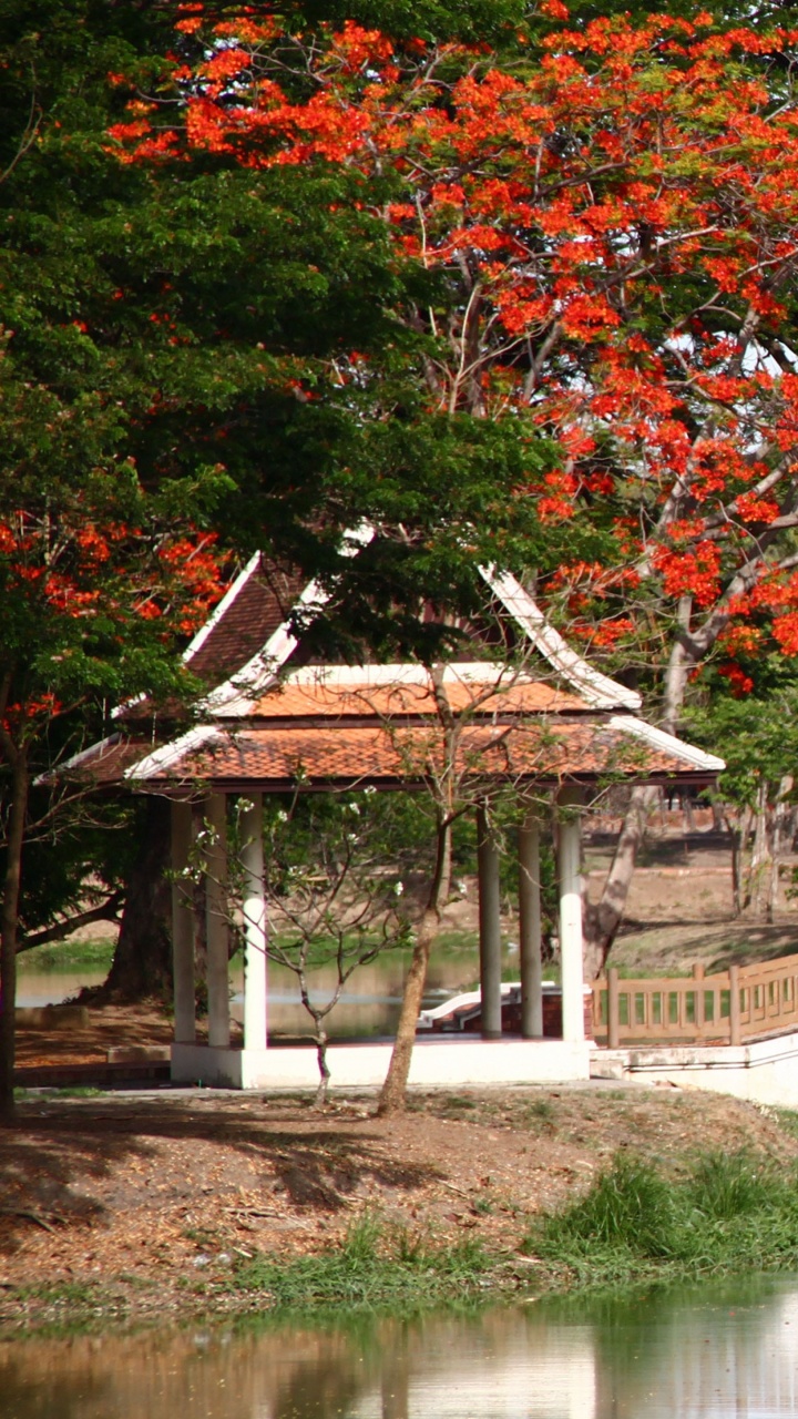 Обои дерево, природа, мост, листья, досуг в разрешении 720x1280