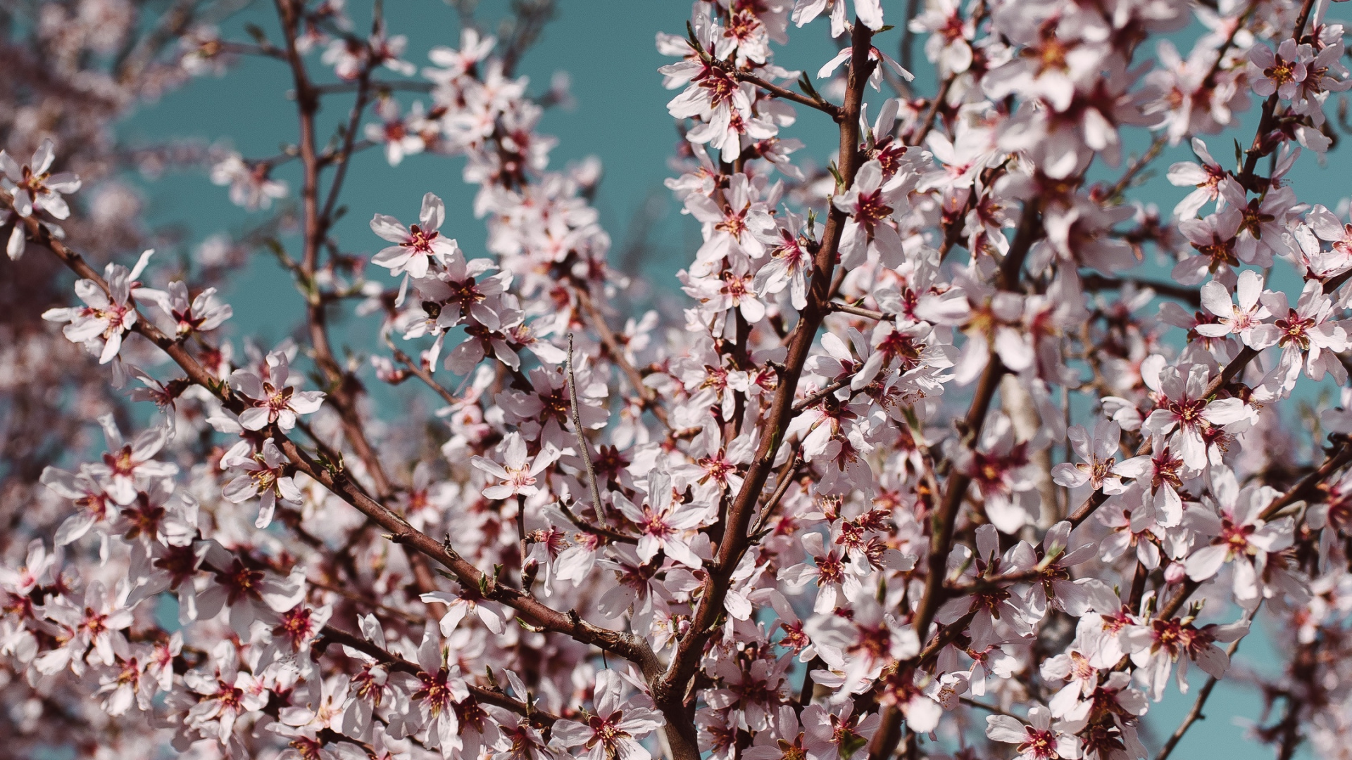 Обои расцвет, цветение вишни, Слива, планшет, цветок в разрешении 1920x1080