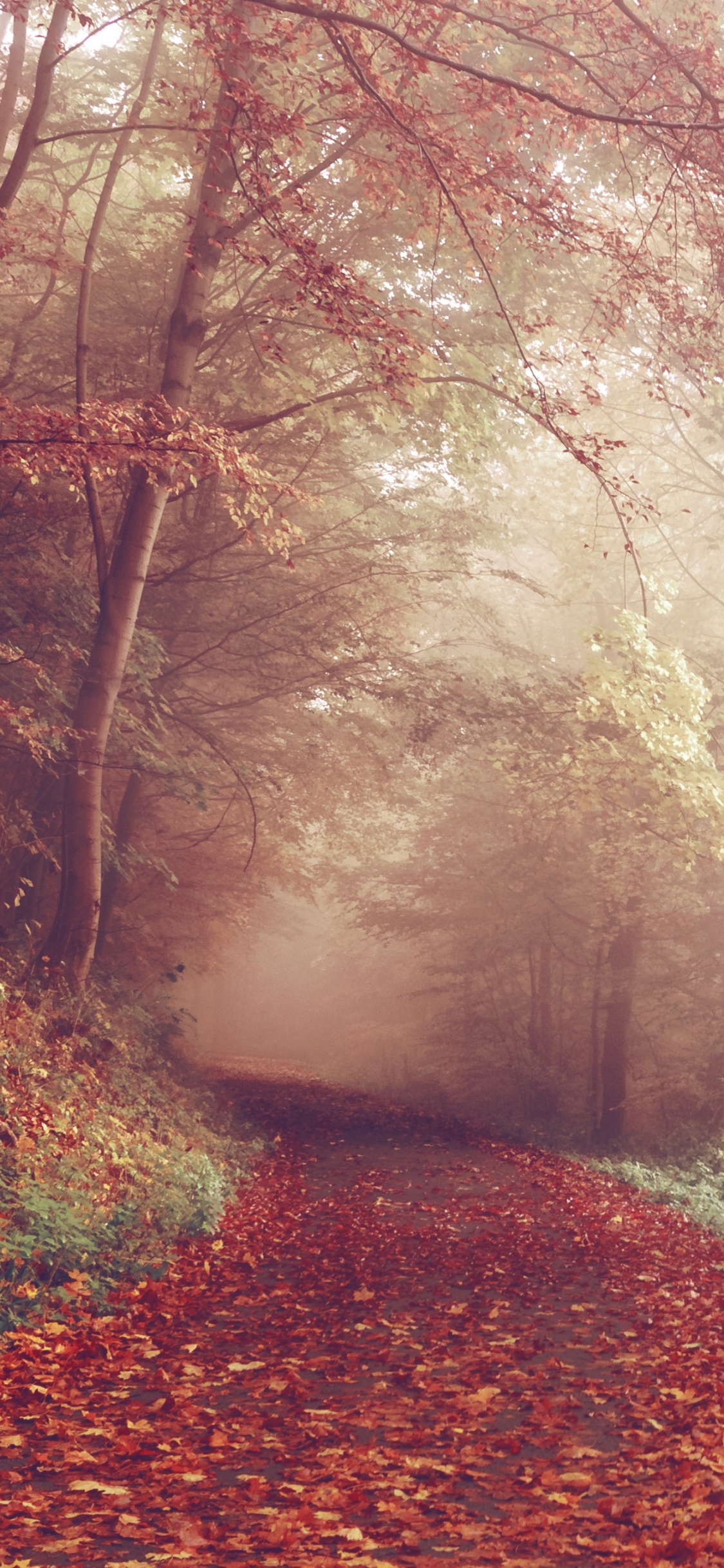 Обои природа, лес, лесистая местность, солнечный свет, лист в разрешении 1125x2436