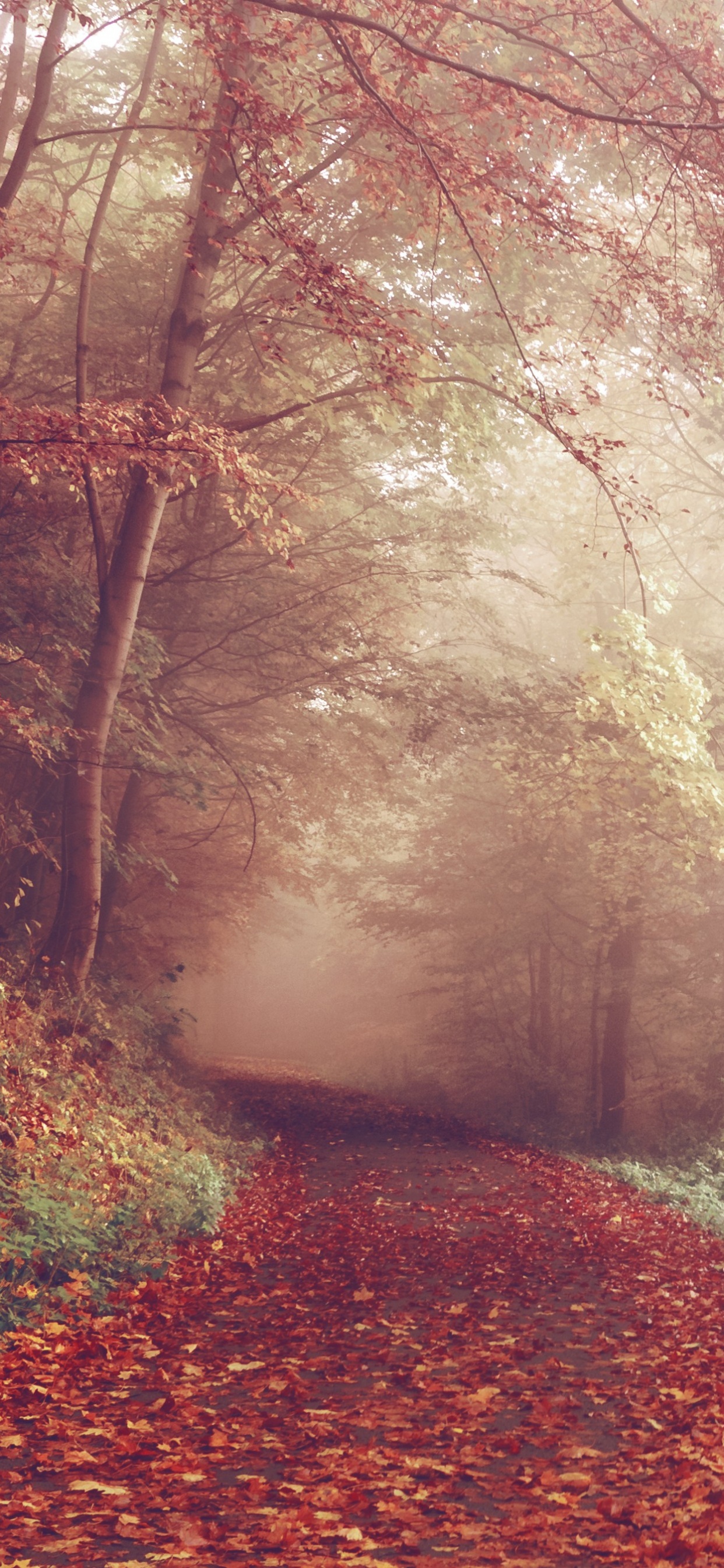 Обои природа, лес, лесистая местность, солнечный свет, лист в разрешении 1242x2688