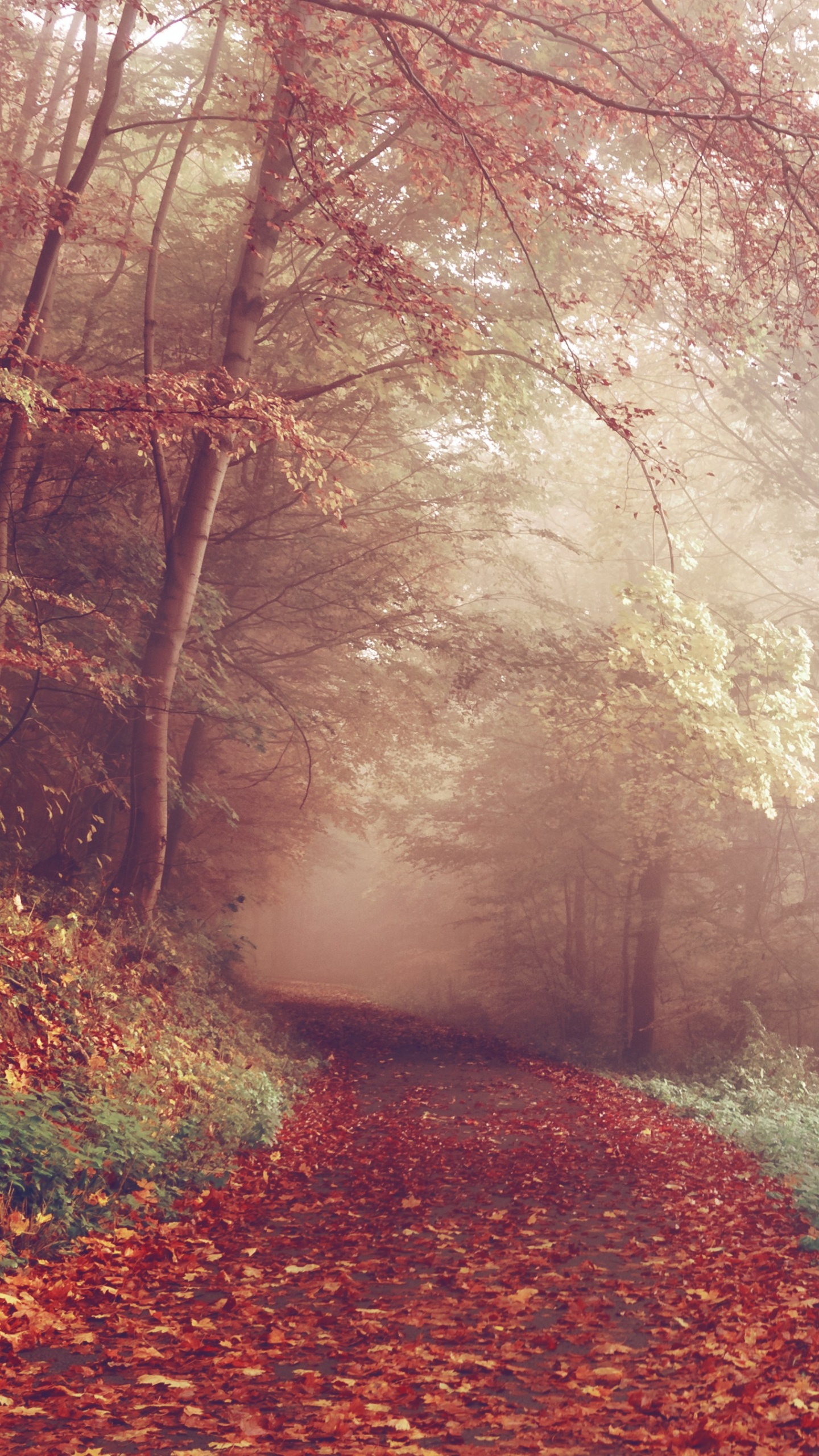 Обои природа, лес, лесистая местность, солнечный свет, лист в разрешении 1440x2560