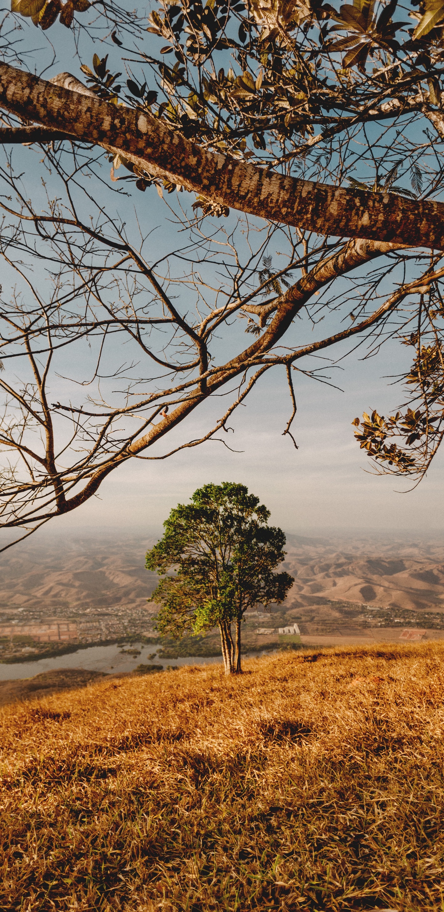 Обои древесные растения, дерево, природный ландшафт, природа, ветвь в разрешении 1440x2960