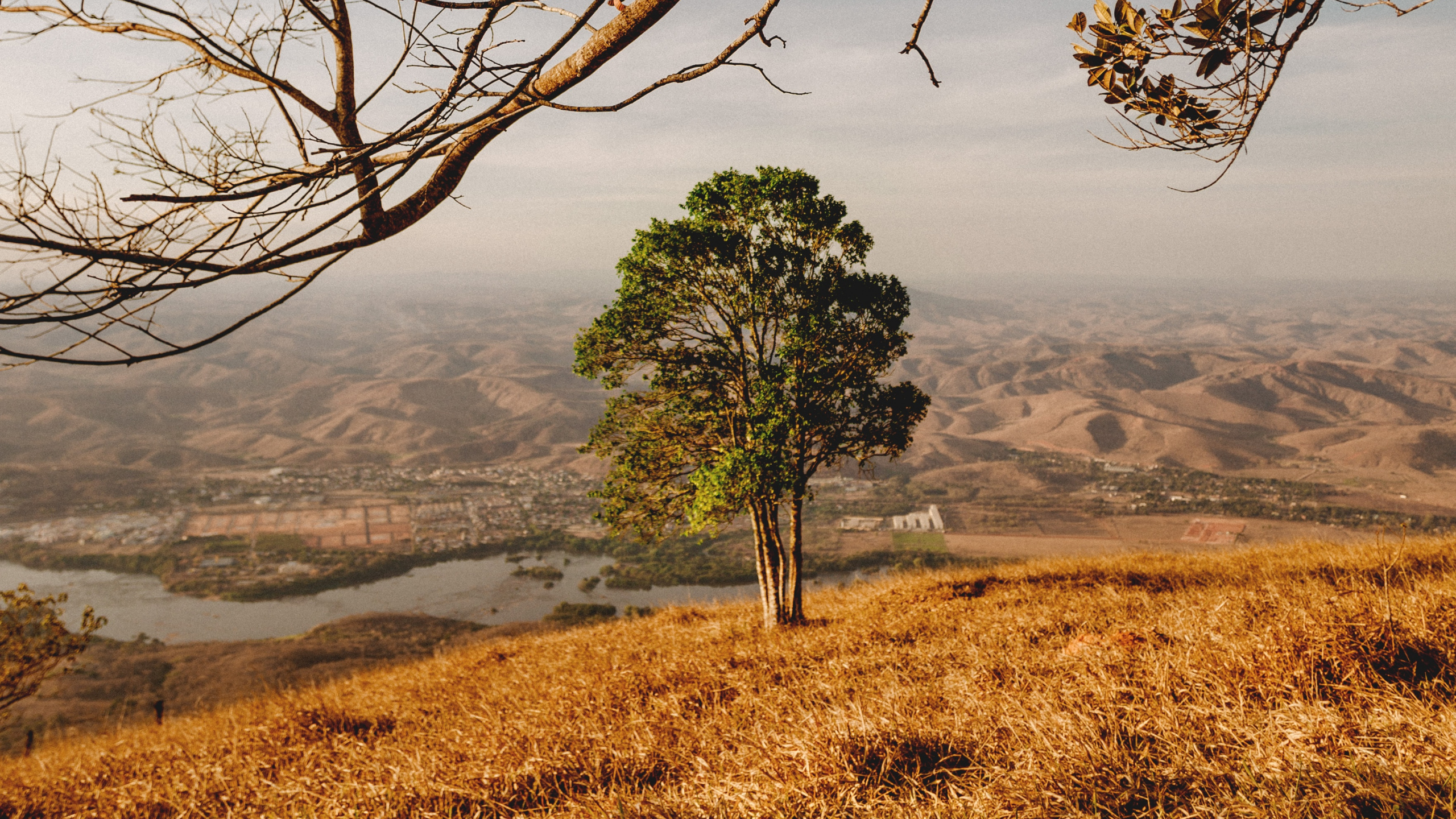 Обои древесные растения, дерево, природный ландшафт, природа, ветвь в разрешении 2560x1440