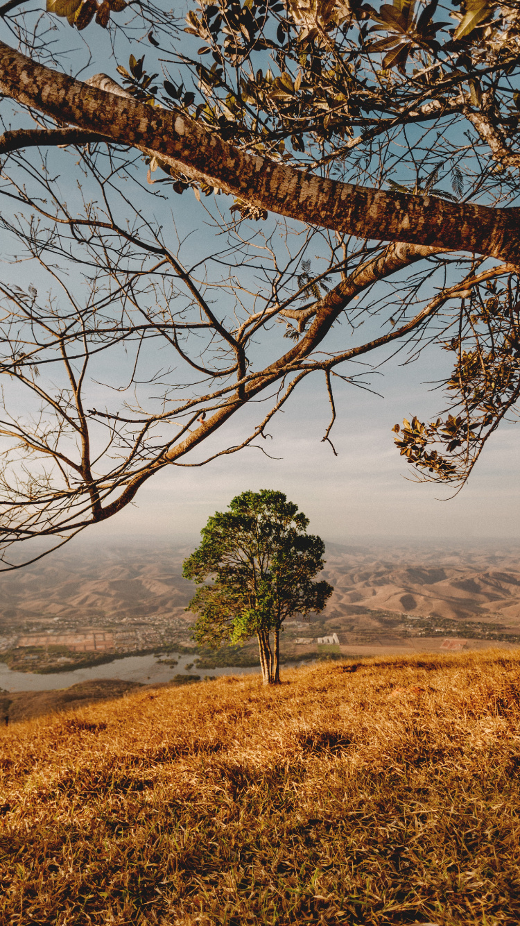 Обои древесные растения, дерево, природный ландшафт, природа, ветвь в разрешении 750x1334