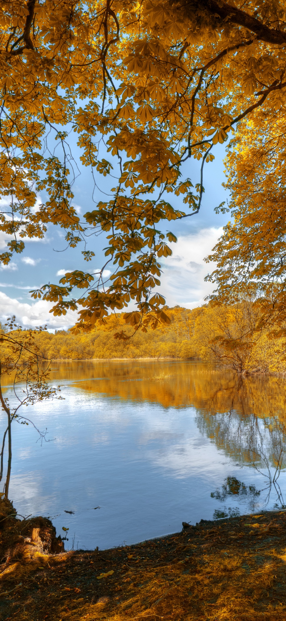 Обои Золотая осень, осень, природа, дерево, отражение в разрешении 1125x2436