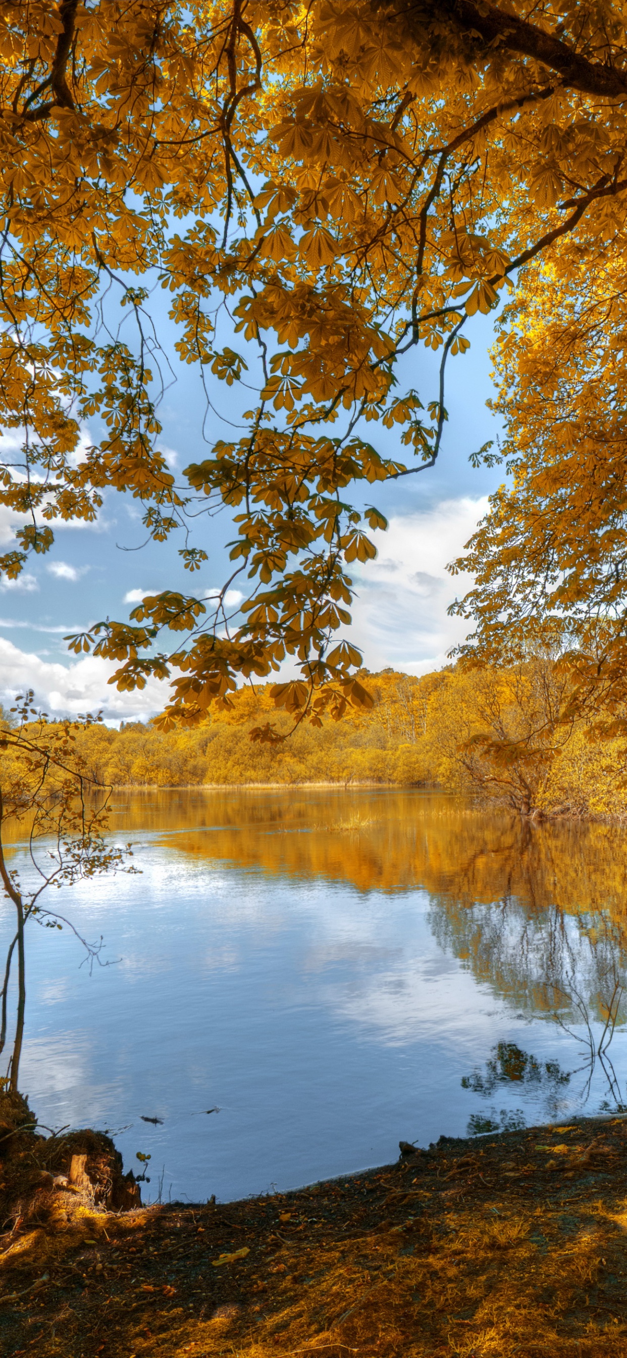 Обои Золотая осень, осень, природа, дерево, отражение в разрешении 1242x2688