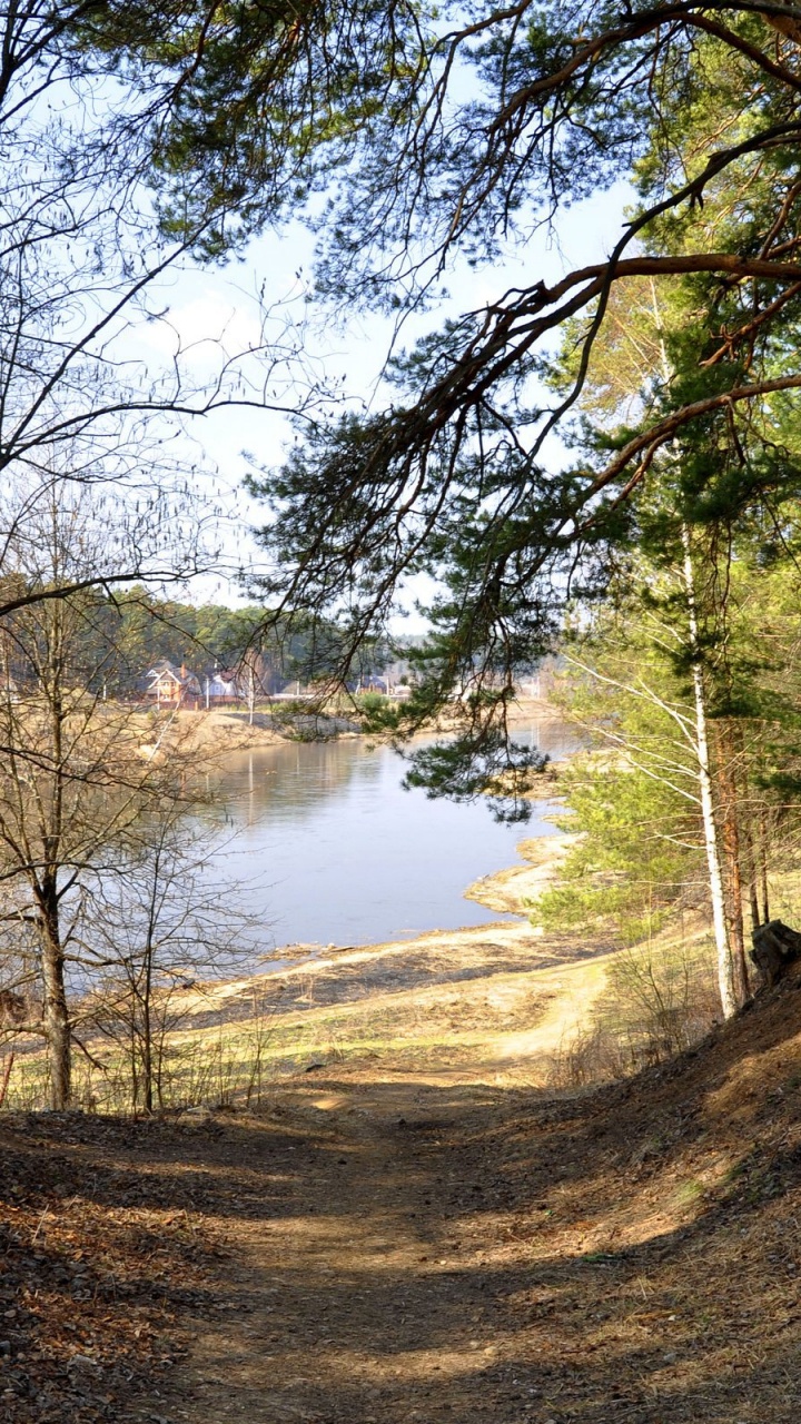 Обои лес, дерево, вода, лесистая местность, дикая местность в разрешении 720x1280