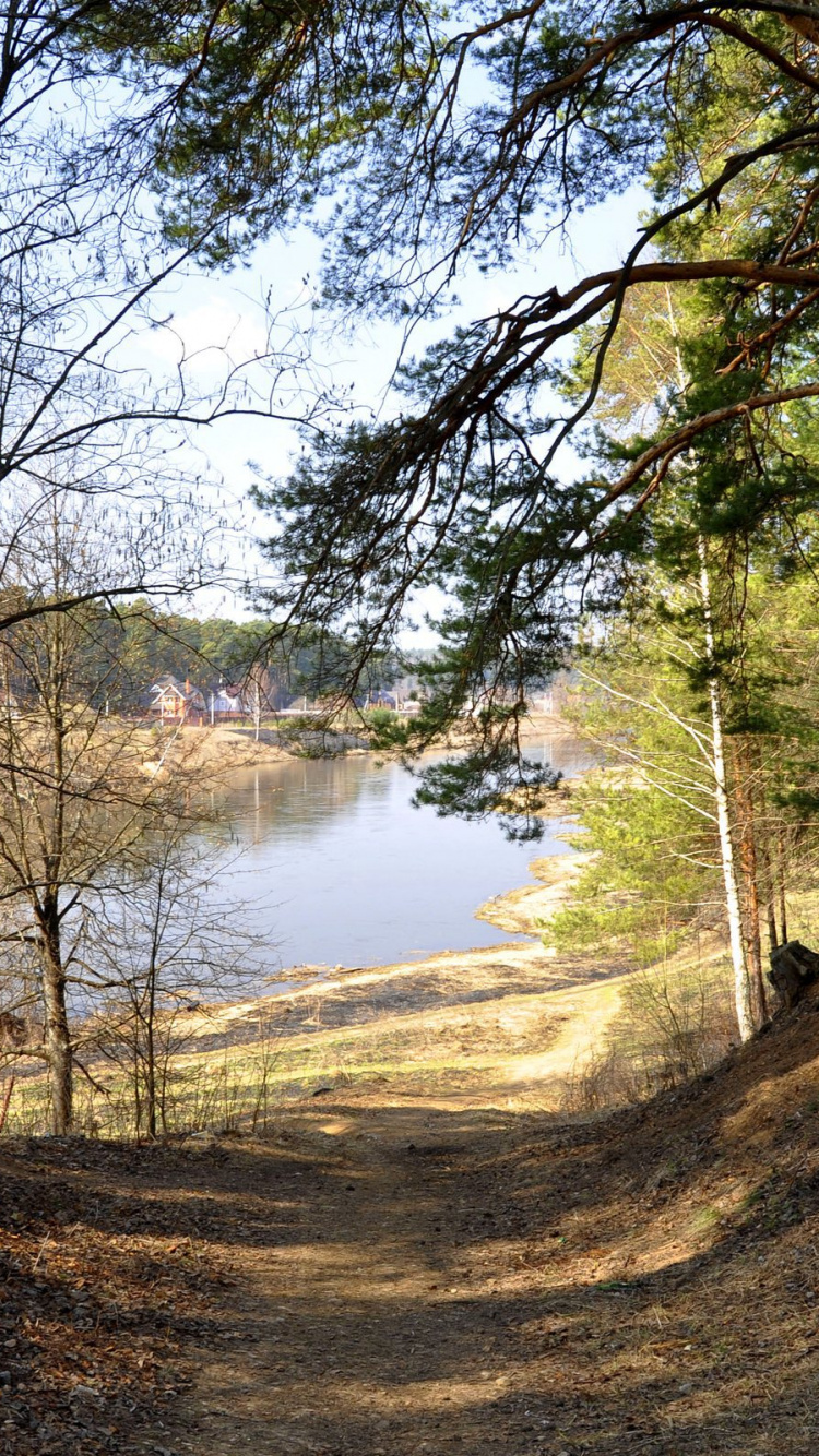 Обои лес, дерево, вода, лесистая местность, дикая местность в разрешении 750x1334