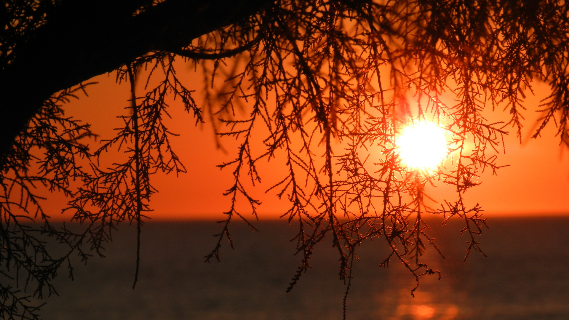 Обои закат, ветвь, природа, восход солнца, послесвечение в разрешении 1920x1080