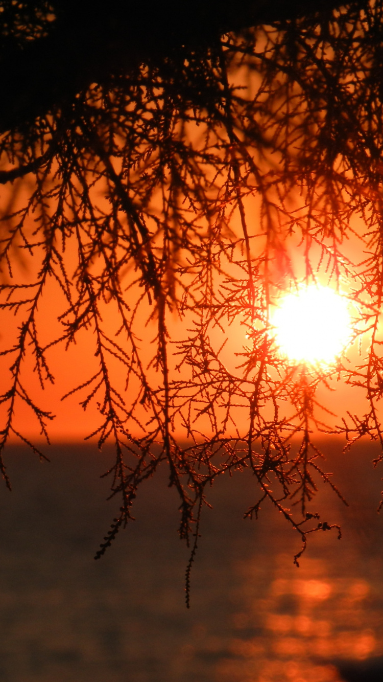 Обои закат, ветвь, природа, восход солнца, послесвечение в разрешении 750x1334