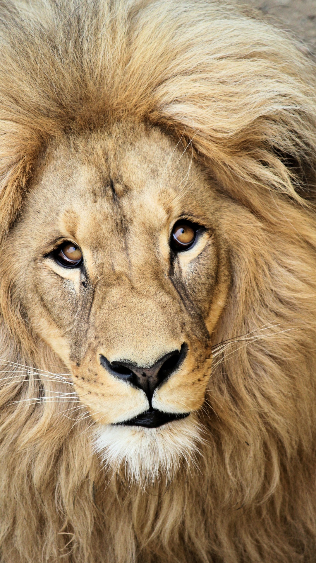 Обои Лев, масаи Лев, живая природа, кошачьих, наземные животные в разрешении 1080x1920