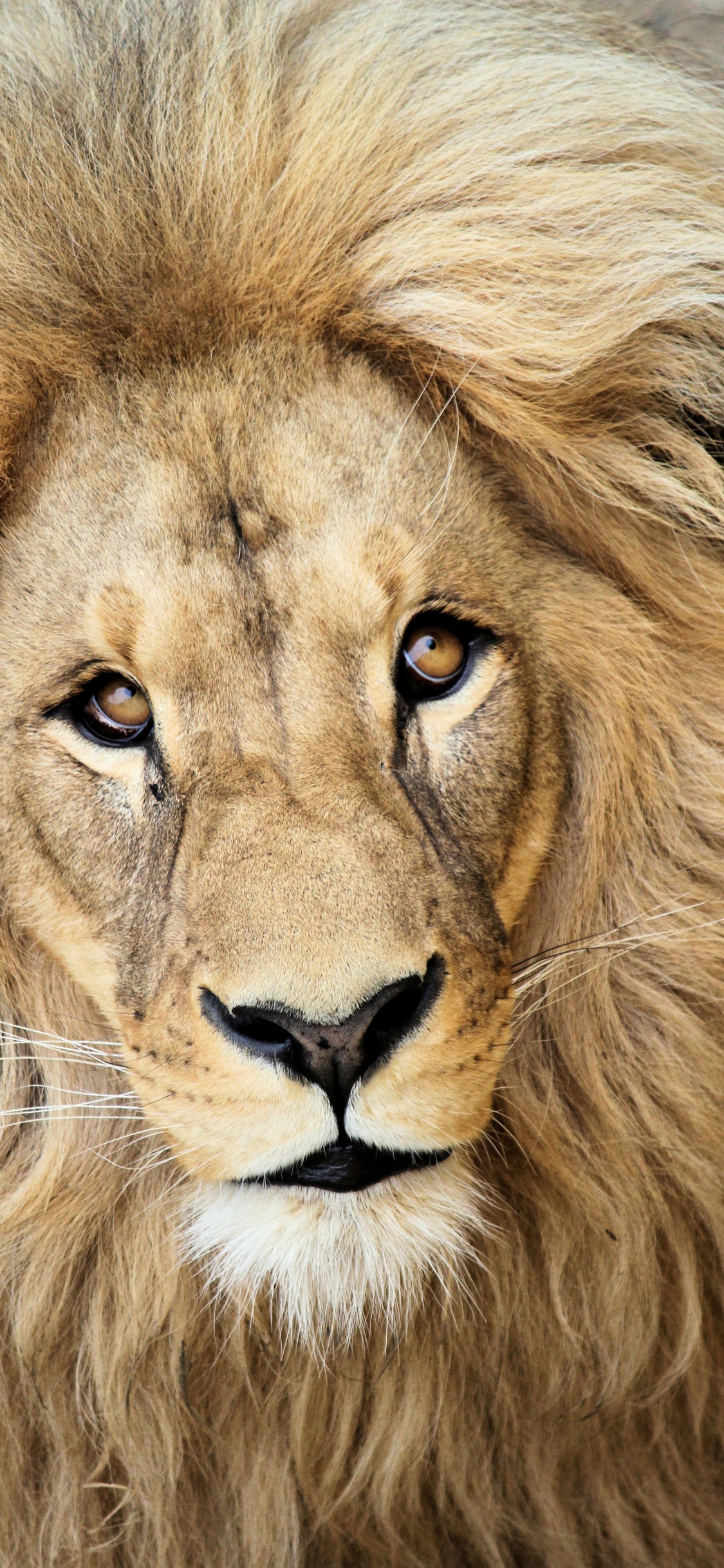 Обои Лев, масаи Лев, живая природа, кошачьих, наземные животные в разрешении 1125x2436