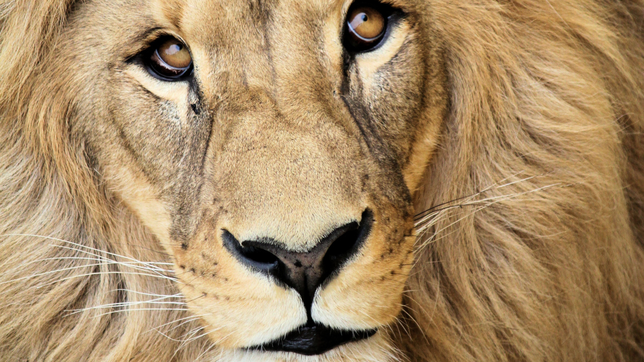 Обои Лев, масаи Лев, живая природа, кошачьих, наземные животные в разрешении 1280x720