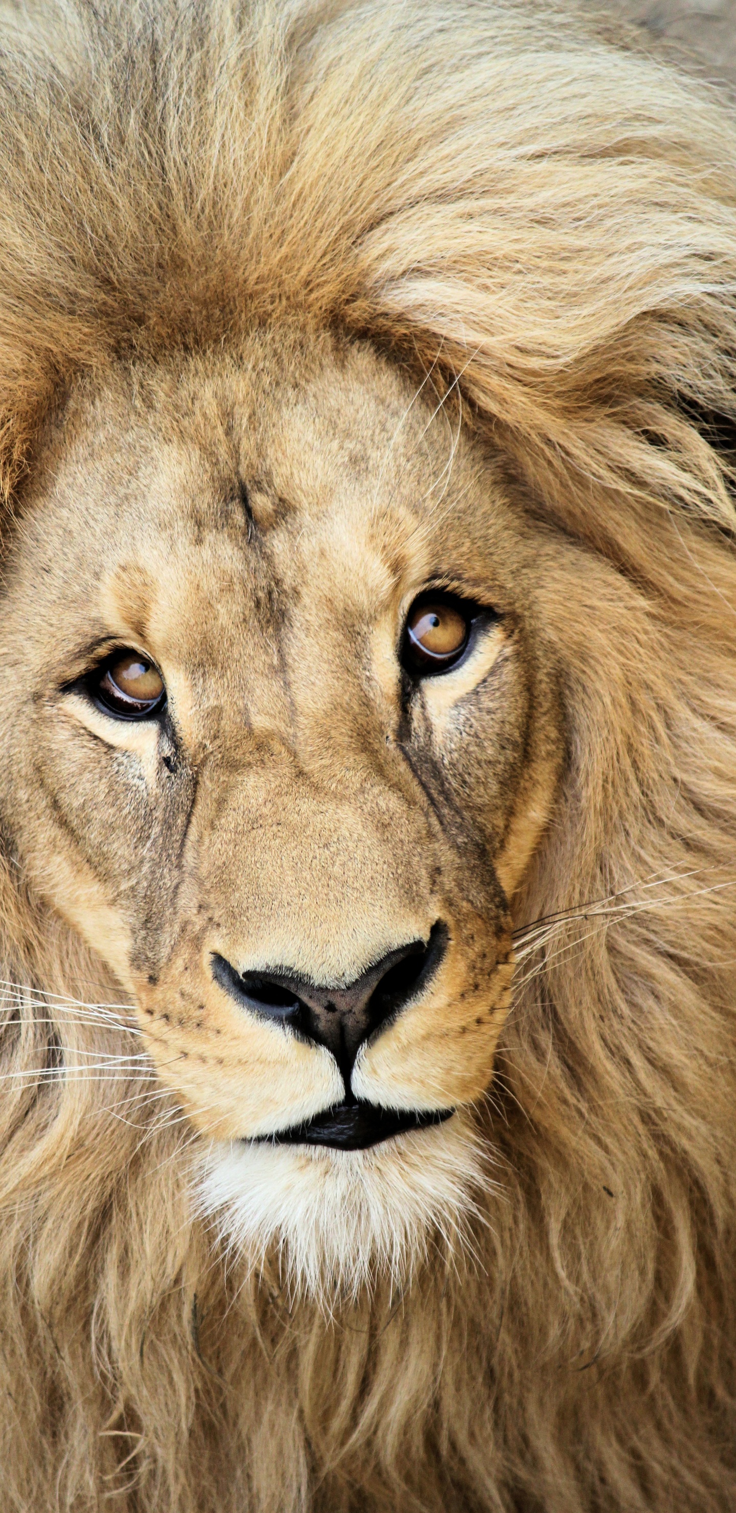 Обои Лев, масаи Лев, живая природа, кошачьих, наземные животные в разрешении 1440x2960