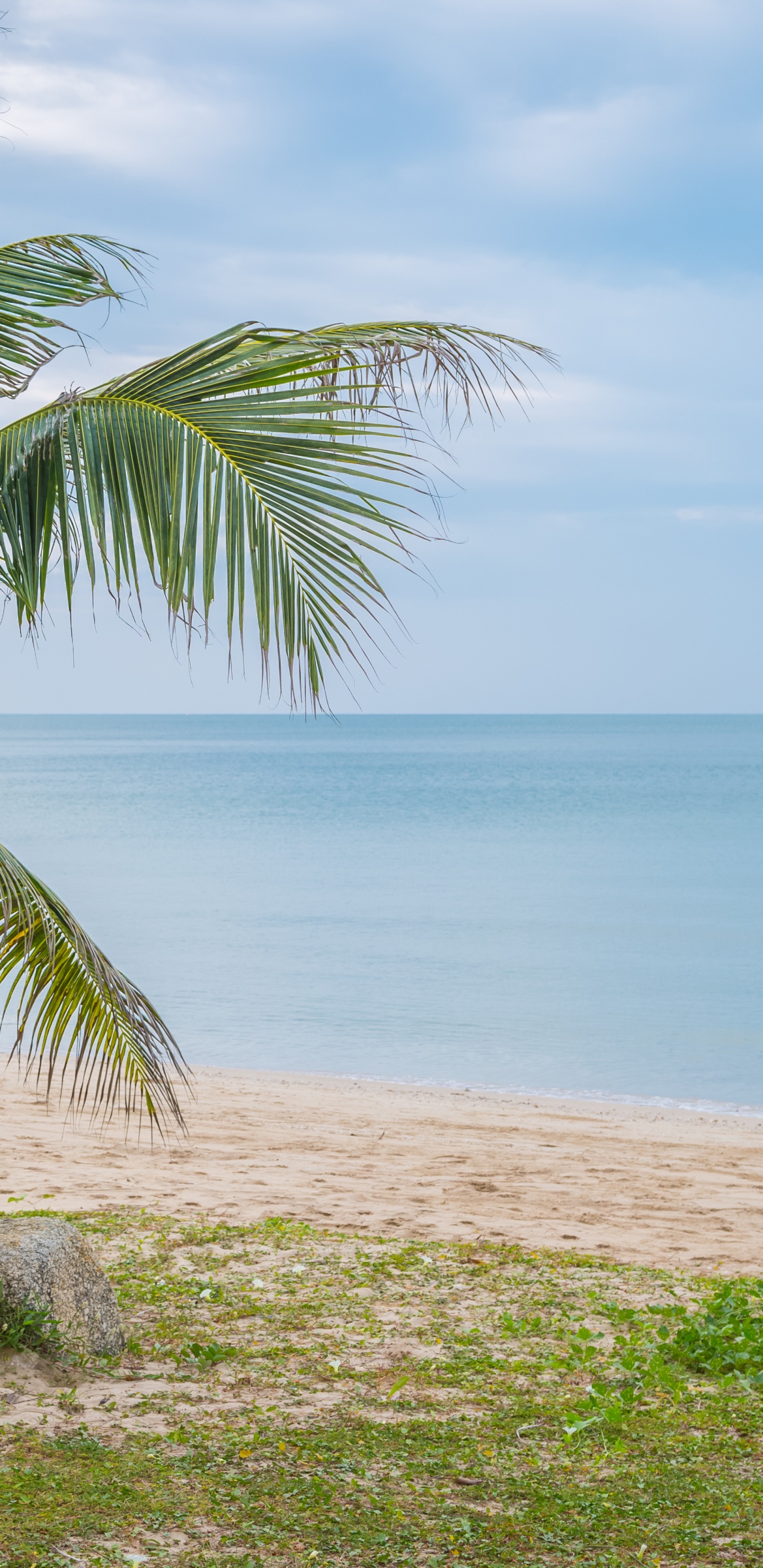 Обои море, пляж, вода, облако, растение в разрешении 1440x2960